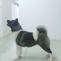 ZHBANOF VALENSIA SKAY MOON ZHBANOF VALENSIA SKAY MOON