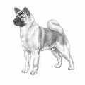 BENJI DE REXCO
