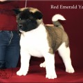RED EMERALD YANIKA RED EMERALD YANIKA