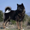 BEARFACTZ BLACK SHADOW BEARFACTZ BLACK SHADOW