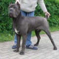 RAISING STAR FELIKS RAISING STAR FELIKS