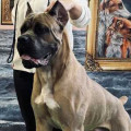 IM A STAR IZ DINASTII CHEMPIONOV IM A STAR IZ DINASTII CHEMPIONOV