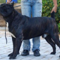 WEEKEND BOY IZ DINASTII CHEMPIONOV WEEKEND BOY IZ DINASTII CHEMPIONOV