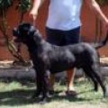 GENNARO