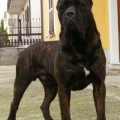 BAYRON