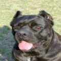 STANLEY PAT BONNI BLU