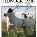 REDNOCK EMIR GREEN DOG