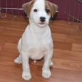 MOXIE MIX NORMAN NICK MOXIE MIX NORMAN NICK
