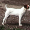 SUZAN'S PRIDE UPDATE