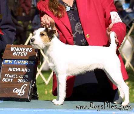 Kennel Club Buy Parson Russell Terrier Best Of Breed PARSON