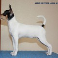 ALMA DE STEOL LINDA ALMA DE STEOL LINDA