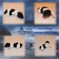 TERRA BALTIKA HELIODOR DEL CORAZON