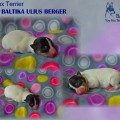TERRA BALTIKA ULIUS BERGER