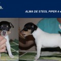 ALMA DE STEOL PIPER ALMA DE STEOL PIPER