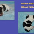 ALMA DE STEOL HLOYA ALMA DE STEOL HLOYA
