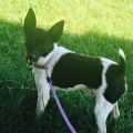 ROEDERS BACK IN FRITZFOX