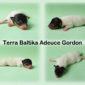 TERRA BALTIKA ADEUCE GORDON