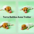 TERRA BALTIKA AVEA TROTTER