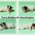 TERRA BALTIKA ARI HAUNTINGTON