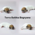 TERRA BALTIKA BOGRYANA