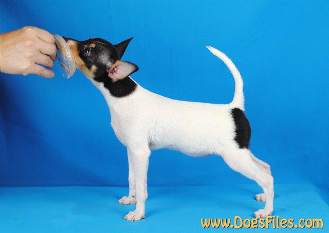 Foxhill toy fox terriers outlet