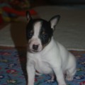 ALMA DE STEOL ELIOTT ALMA DE STEOL ELIOTT