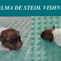 ALMA DE STEOL VISHNYA ALMA DE STEOL VISHNYA