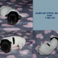 ALMA DE STEOL ZHANN ALMA DE STEOL ZHANN