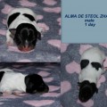 ALMA DE STEOL ZHAKKY ALMA DE STEOL ZHAKKY