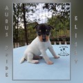 AURUS PRIDE ELISEY