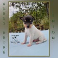 AURUS PRIDE ENSON