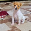 ALMA DE STEOL MISHEL ALMA DE STEOL MISHEL