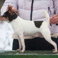 SHAVRTSEN VALD MACKINTOSH CHOCO