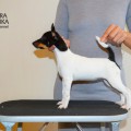 TERRA BALTIKA TRINITY FOR PAWS OF CHAVER