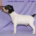 JORDAN LITTLE PRINCE JORDAN LITTLE PRINCE
