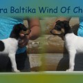 TERRA BALTIKA WIND OF CHANGE