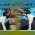 TERRA BALTIKA WILFRED STRONG