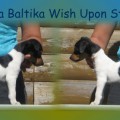 TERRA BALTIKA WISH UPON STAR