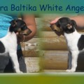 TERRA BALTIKA WHITE ANGEL