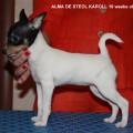 ALMA DE STEOL KAROLL FOR TIKRAS BICIULIS ALMA DE STEOL KAROLL FOR TIKRAS BICIULIS