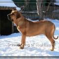SONG OF SOUL ARABELLA BABY SONG OF SOUL ARABELLA BABY