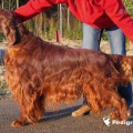 FRINAN LOYAL FRIEND