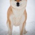 TRIUMF SIBIRI AKIKO CHIKAKO