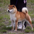 BENITORA GO KYUUSHUU ASAGIRISOU