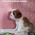 CATTLEYA DOWIANA KARUNA CATTLEYA DOWIANA KARUNA