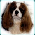 LORANKA'S D'ARTAGNAN