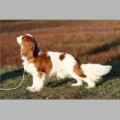 APRIKOT DZHEM OF CAVALIERS SUN RAYS