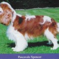 PASCAVALE SPENCER