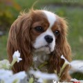 ARABELLA ROYAL SPANIEL