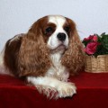 ANGOON ROYAUME DES CAVALIERS VALAISANS